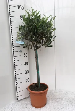 Europaea pot de 4 l, H.100 cm