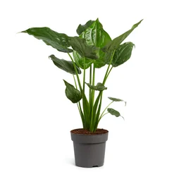 Alocasia, H.45.0 cm, Diam.1200 cm