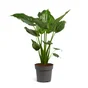 Alocasia, H.45.0 cm, Diam.1200 cm