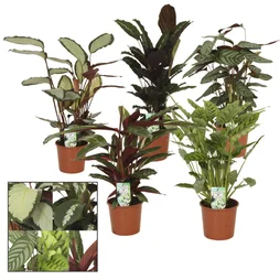 Calathea aleatoire, H.65 cm, Diam.17 cm