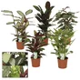 Calathea aleatoire, H.65 cm, Diam.17 cm