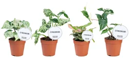 Syngonium aleatoire, H.25 cm, Diam.12 cm