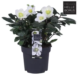 Mix pot de 1.4 l, H.30 cm