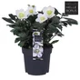 Mix pot de 1.4 l, H.30 cm