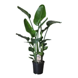 Strelitzia nicolai en pot de 6 l, H.100 cm