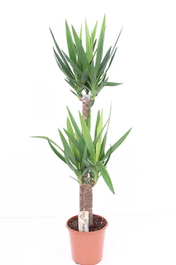 Yucca aleatoire, H.130 cm, Diam.24 cm