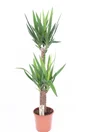 Yucca aleatoire, H.130 cm, Diam.24 cm