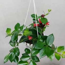 Aeschynanthus, H.55.0 cm, diam.14 cm