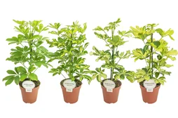 Schefflera aléatoire, H.45 cm, diam.13 cm