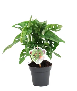 Monstera monkey leaf, H.35.0 cm, Diam.1300 cm