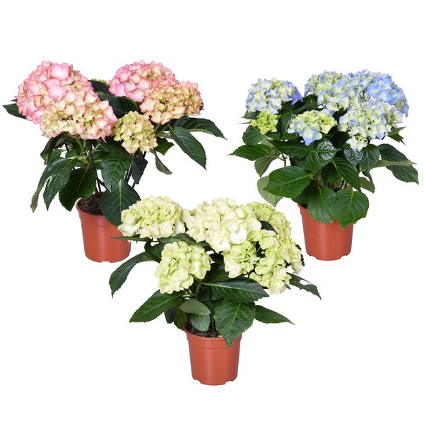 Hydrangea 14 cm