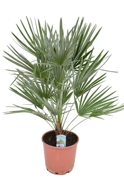 Plante mediterraneenne chamaerops, H.75 cm