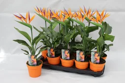 Strelitzia, H.35 cm, Diam.13 cm