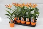 Strelitzia, H.35 cm, Diam.13 cm