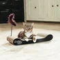 Griffoir Chat Carton Herbe A Chat Plumeau