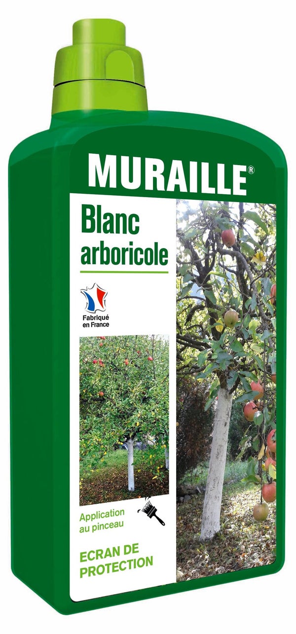 Muraille blanc Arboricole