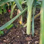 Kit goutte à goutte plante en pot GEOLIA L.15 m Diam.14 mm