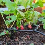 Kit goutte à goutte plante en pot GEOLIA L.15 m Diam.14 mm