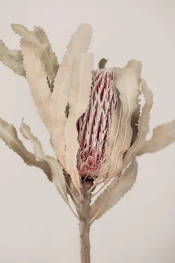 Toile imprimée Plantes sèche, CEANOTHE 30 x 45 cm