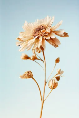 Toile imprimée Fleur, CEANOTHE 30 x 45 cm