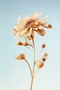 Toile imprimée Fleur, CEANOTHE 30 x 45 cm