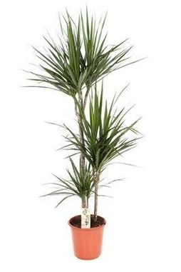 Mix de plantes plantes vertes mix, H.120 cm, Diam.24 cm