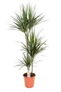 Mix de plantes plantes vertes mix, H.120 cm, Diam.24 cm