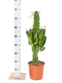 Plante succulente euphorbia erytrea, H.100 cm, Diam.24.0 cm