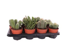 Cactus cactus mix, H.25 cm, diam.12 cm