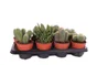 Cactus cactus mix, H.25 cm, diam.12 cm
