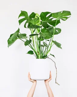 Philodendron monstera deliciosa, H.50 cm, Diam.17.0 cm