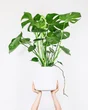 Philodendron monstera deliciosa, H.50 cm, Diam.17.0 cm