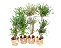 Mix de plantes plantes vertes mix, H.90 cm, diam.25 cm