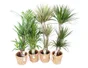Mix de plantes plantes vertes mix, H.90 cm, diam.25 cm