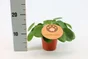 Mix de plantes pilea peperomoides, H.20 cm, Diam.12.0 cm