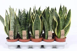 Sansevieria sansevieria mix, H.40 cm, diam.12 cm