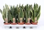 Sansevieria sansevieria mix, H.40 cm, diam.12 cm