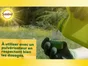 Traitement insectes antipucerons SOLABIOL, pour arbres, arbustes, rosiers 500ML