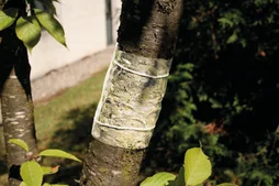 Ruban de glu pour fruitiers DECAMP'