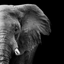 Toile imprimée Mi-Elephant, CEANOTHE l.30 x H.30 cm