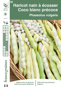 Haricot coco blanc precoce