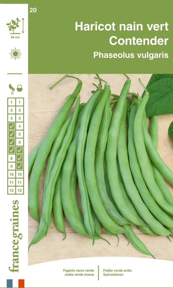 Haricot contender (nain mangetout)