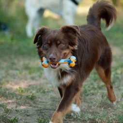 Jouet chien fidelami os caoutchouc