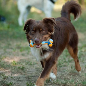 Jouet chien fidelami os caoutchouc