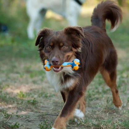 Jouet chien fidelami os caoutchouc