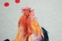 Tapis Cuisine Poule 50X80Cm