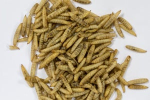 Melange insectes seches/mouche soldat nr oiseaux du jardin Zolux 250g