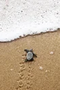 Toile imprimée Tortue de mer, CEANOTHE 30 x 45 cm