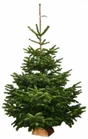 Sapin naturel Nordmann, 1er choix, coupé H.200/250 cm + bûche