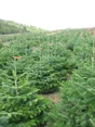 Sapin naturel Nordmann, 1er choix, coupé H.200/250 cm + bûche